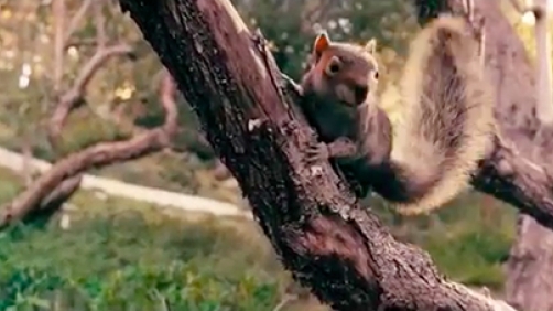 ‘Squirrels’ Trailer Features… Killer Squirrels?!?