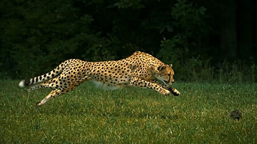 Cheetah Running at 1200 Frames Per Second